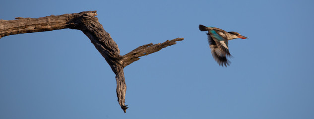 Fototapeta na wymiar Kingfisher Botswana