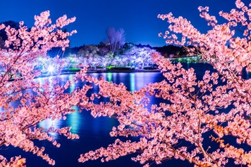 Fototapeta na wymiar 桜とイルミネーション
