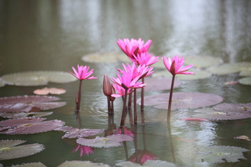 The red lotus will bloom in the early morning until about 11:00 am. The red and pink colors are...