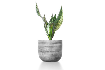 Sansevieria plan in cement vase pot  on white table