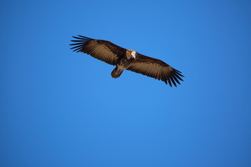 Africa namibia glide vulture