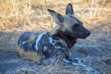 African Painted Dog botswana