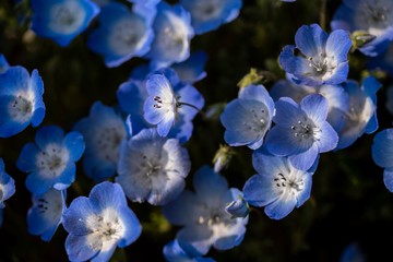Fototapeta na wymiar 青い花