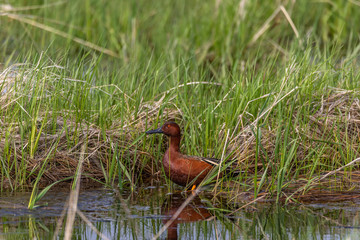Cinnamon Teal