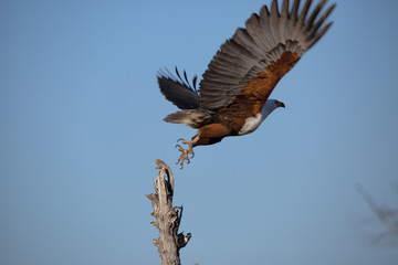 African Fish eagle Botswana