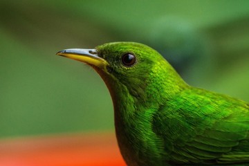 Green Hoeycreeper portrait