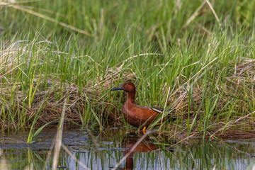 Cinnamon Teal