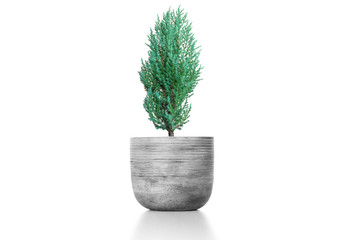 Juniperus Chinensis vase isolated on white.