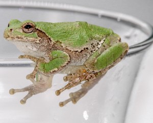 Tree Frog looking up while hanging on the edge of a glass