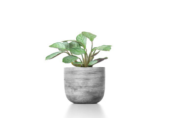 Gorgeous houseplant Maranta in cement vase pot  isolated on white background