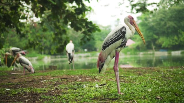 Painted Storks Standing Beside Lake In The Park Surrounded By Trees