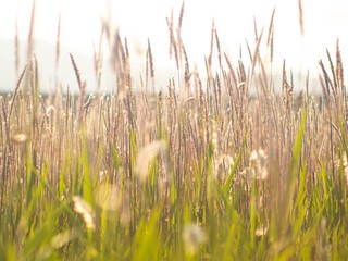 明るいブタクサ