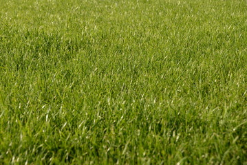 green grass, lawn in the garden. Gardening, landscaping