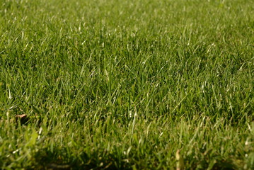 green grass, lawn in the garden. Gardening, landscaping