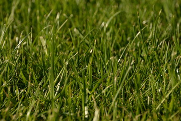 green grass, lawn in the garden. Gardening, landscaping