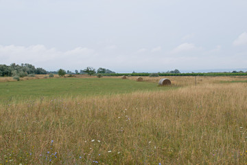Obraz premium Landscape shot in the national park Neusiedler See in Illmitz Burgenland