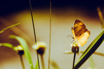 Beauty butterflies y nature.
