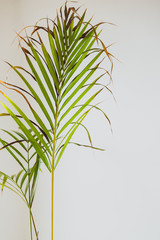 palm tree leaves on white background with copyspace