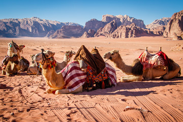 Camels resting in Wadi Rum dessert in Jordan