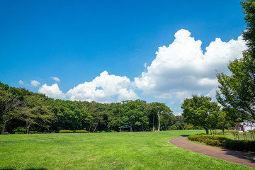 公園の新緑と青空