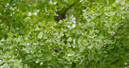 Fototapeta na wymiar Green Ginkgo tree close up