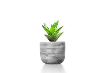Suculent plant  in cement vase pot isolated on white background