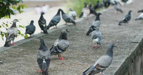Obraz premium Many pigeon on the street