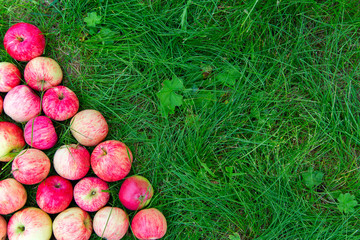 Fototapeta na wymiar Fresh red apples lie in the green grass.Horizontally.