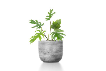 Adam's Rib Plant flowerpot in cement vase pot  isolated on white background.