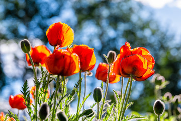 Aspen Snowmass village in Colorado with colorful closeup of orange red poppy flowers in landscaped park as summer decoration