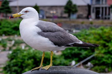 One seagull bird standing on railing at otaru canal, Hokkaido, Japan