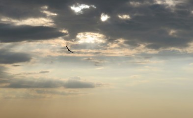 Bird flying in sky at sunset, golden sunset background with dark clouds