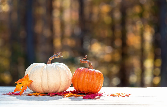 Small pumpkins outside on a fall forest background