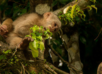 Obraz premium Monkey sadness