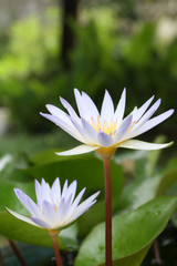 Water lily has rhizomes and flows underground. And send the flowers to the surface There are beautiful flowers to watch throughout the year. Late in the morning and afternoon.