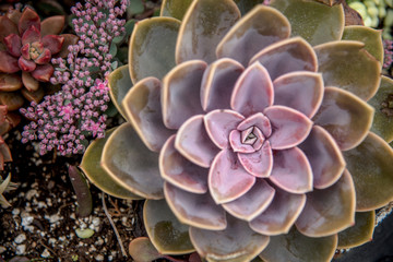 succulent plant 