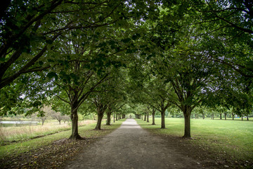 row of trees along walking path