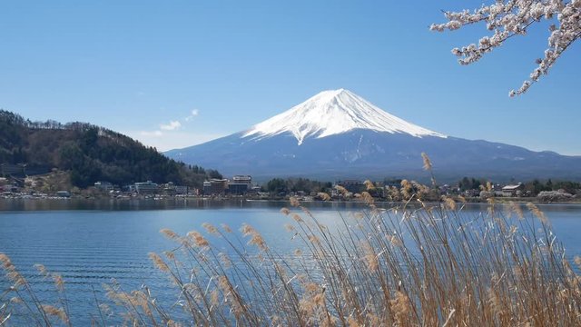 Natural landscape view of Fuji Volcanic Mountain with the lake Kawaguchi in foreground with sakura-cherry bloosom flower tree and grass flower and wind blowing-4K UHD video movie footage short