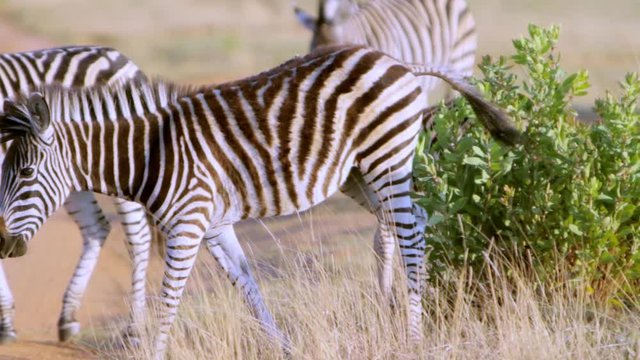 Baby African zebra crossing dirt road together with the group of zebras it belongs to. A little bird is riding on its back looking for insects. Shot was taken in a game reserve in South Africa.