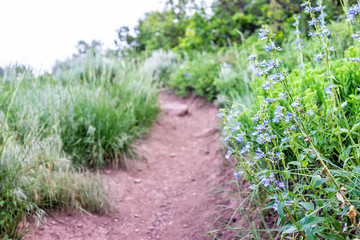 Sunnyside Trail in Aspen, Colorado in Woody Creek neighborhood in early 2019 summer morning with blue penstemon flowers wildflowers