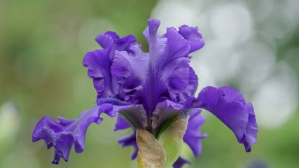 Closeup of a vibrant blooming purple iris with bokeh background