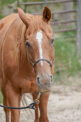 Obraz premium Closeup portrait of a brown and white horse