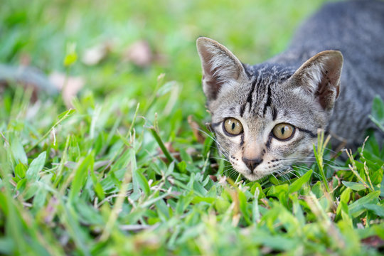 Kitten crouched on the grass, looking at the victim.Cat on the green grass. Kitten is playing on the green lawn. Kittens sneak on the grass following the victim or the enemy. Free space to enter text.