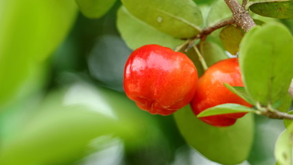 A cherry on the green leaf background