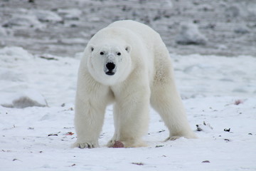 Polar Bear
