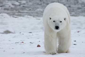 Polar Bear