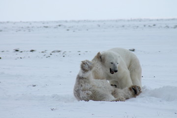 two polar bears playing