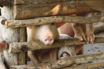large group of pigs playing together an waiting to be fed in their timber old farm style pig pen on a farm in Northern Thailand
