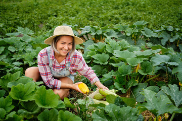 Naklejka na ściany i meble Cute girl in wearing Hat Picking Freshest Squash and Zucchini in a Garden. Autumn Vegetable Harvest