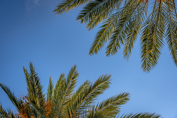 Fototapeta na wymiar Looking up the palm tree leaves